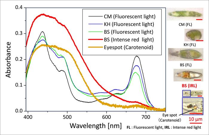 Absorption spectra of single cells