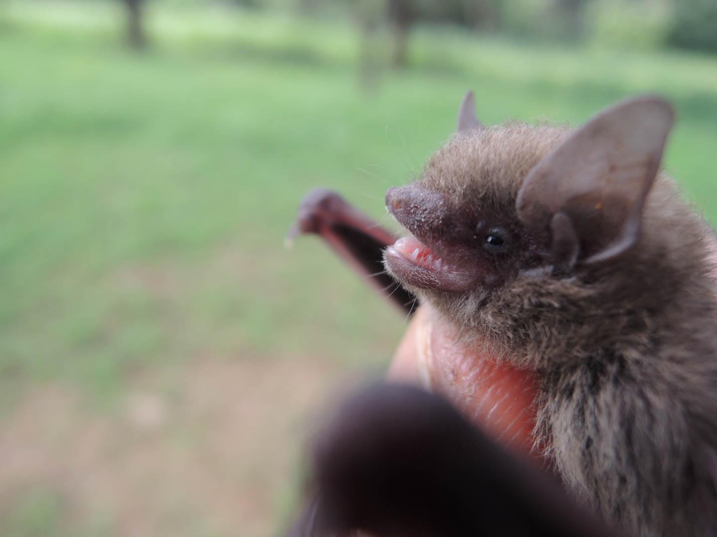 Penis bones, echolocation calls, and genes re EurekAlert!