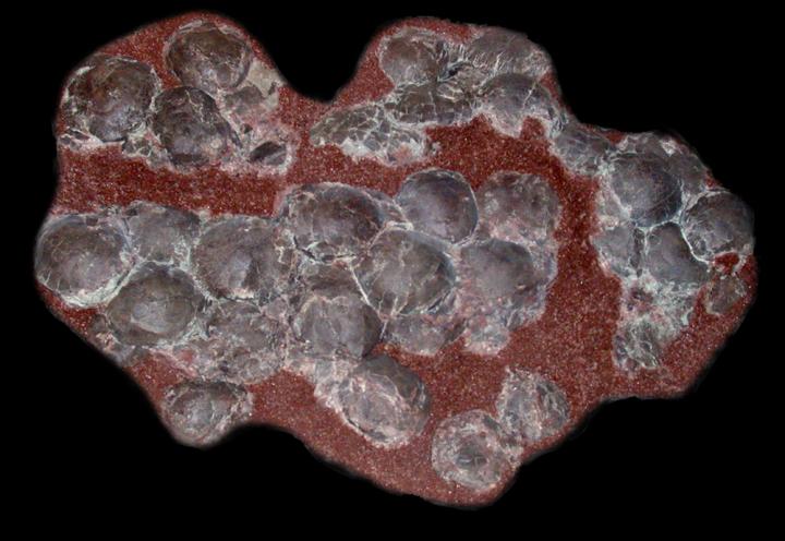 Titanosaur Egg Cluster