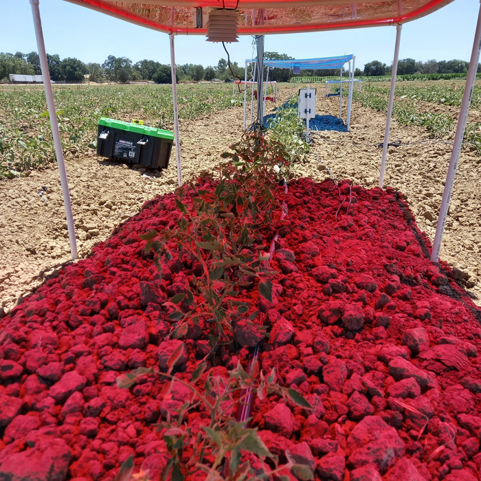 Agrivoltaic red light tomato plant experiment