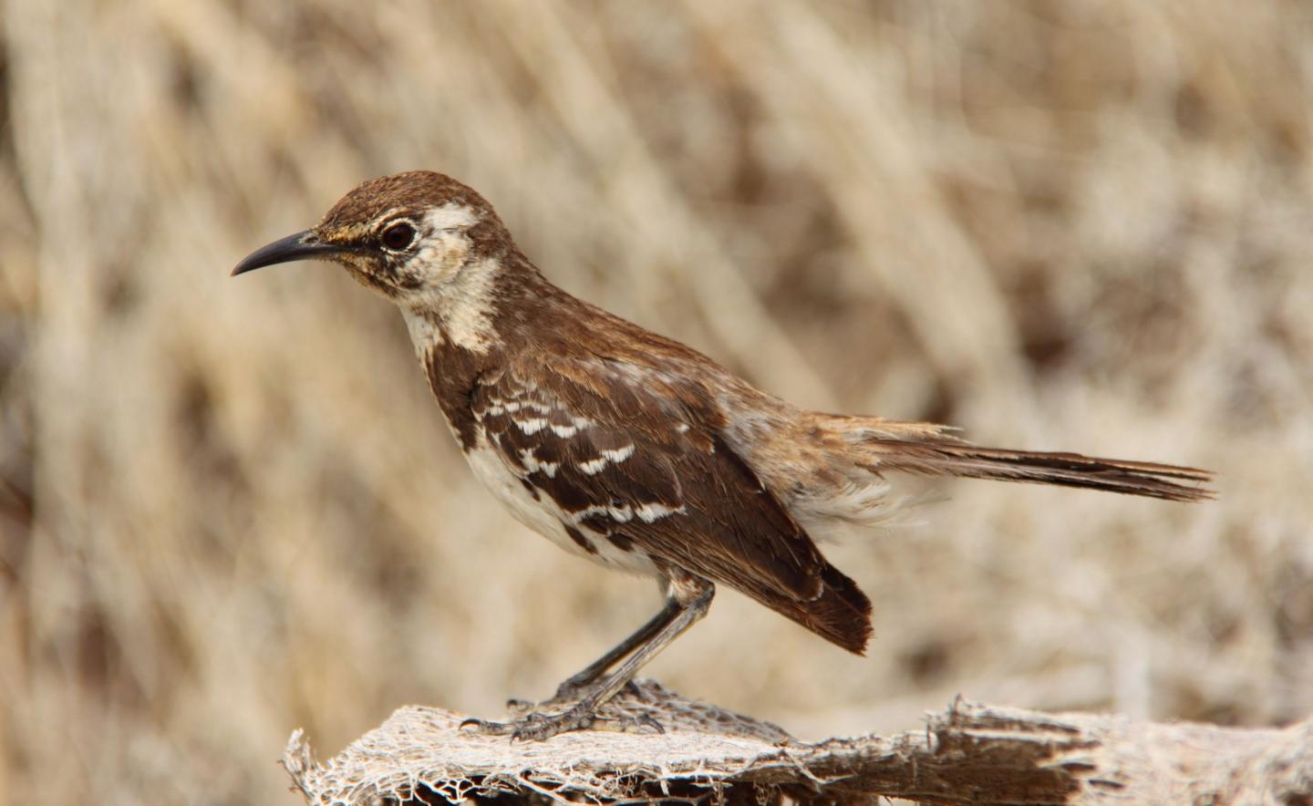 Floreana Mockingbird
