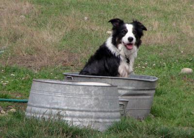 Oliver in the Tub