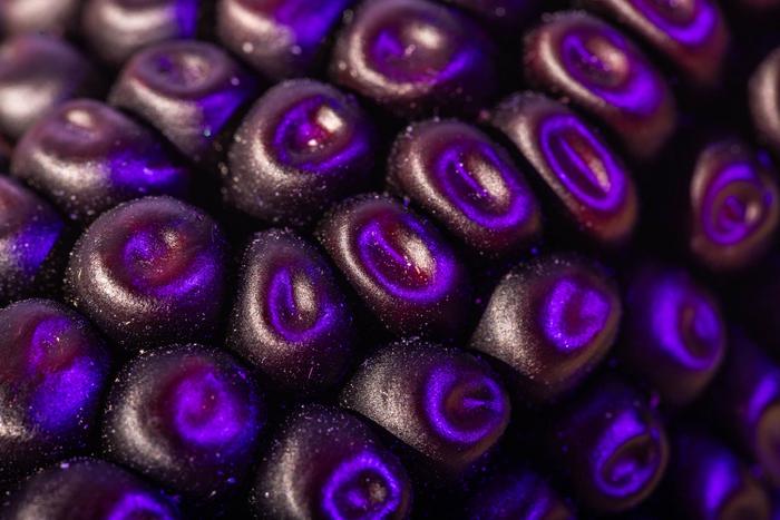 Purple corn kernels