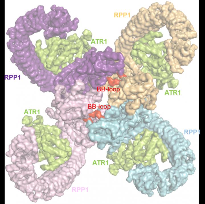 The RPP1 resistosome: a top view of the cryo-EM structure