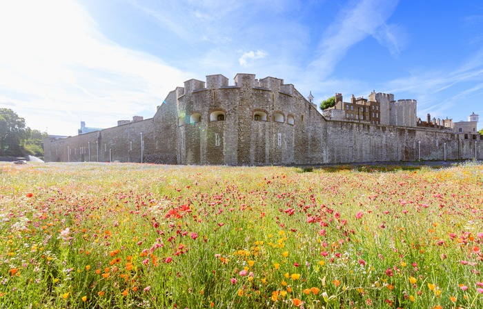 Superbloom at Tower of London