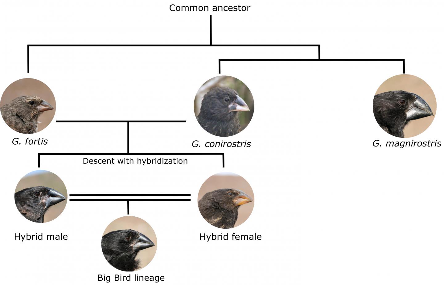 The origin of a new species of darwin s finch eurekalert 