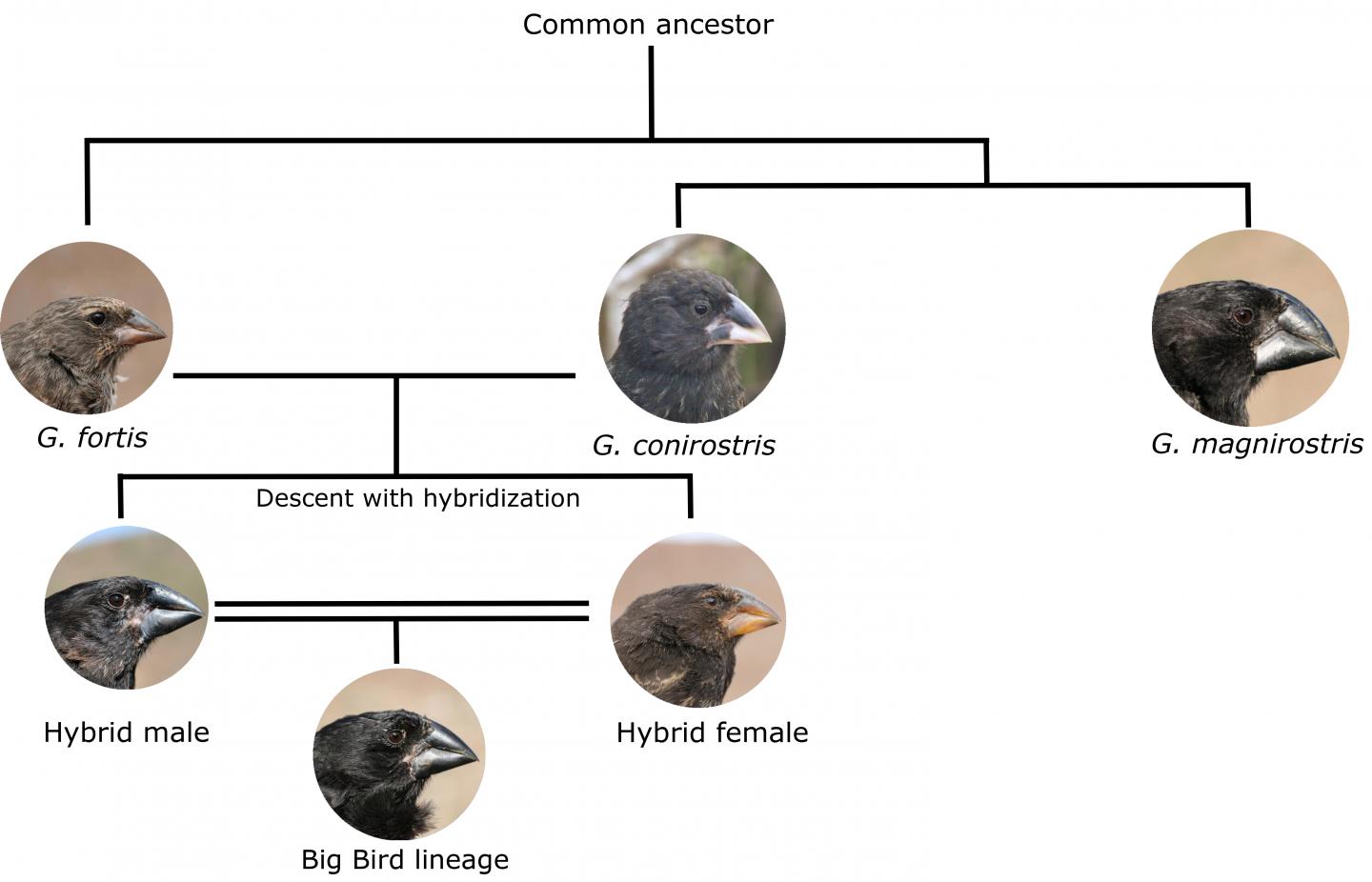 The evolution of the first species before Darwin