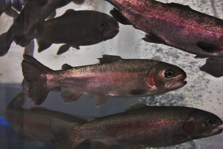 Rainbow Trout