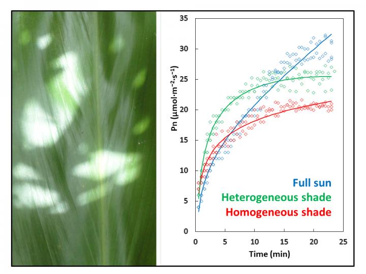 Sunflecks and plant efficiency