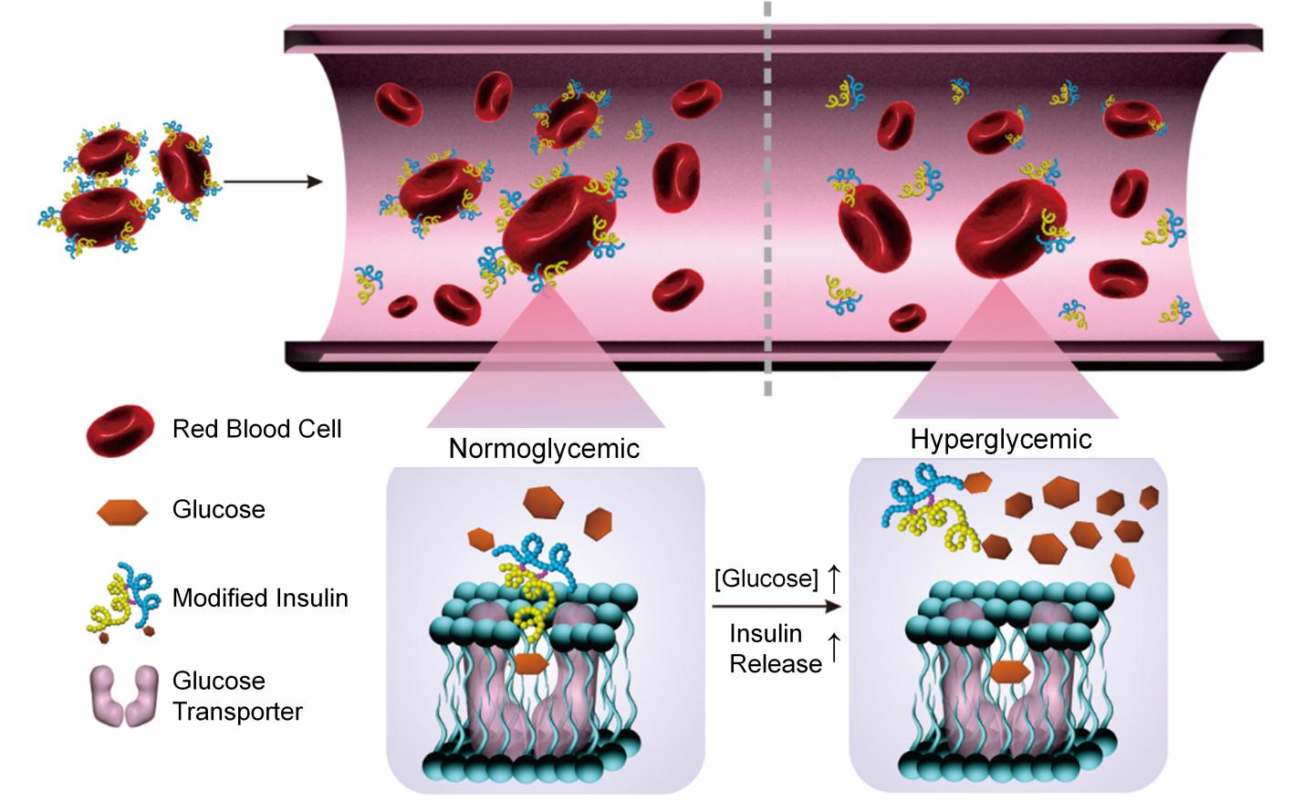 Smart Insulin Delivery System [IMAGE] EurekAlert! Science News Releases