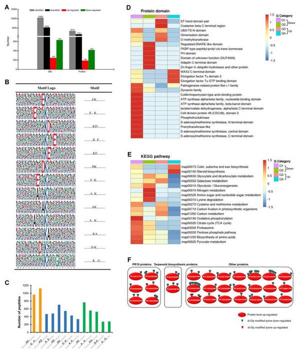 Botrytis cinerea infection-regulated rose ubiquitylome.