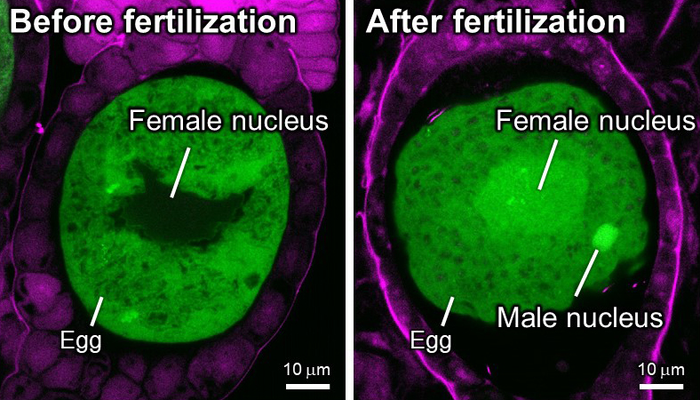 植物で受精卵を活性化する機構の進化的起源を解明 | EurekAlert!