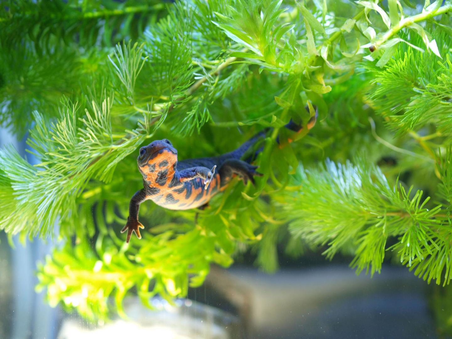 Novel Gene in Red Blood Cells May Help Adult Newts Regenerate Limbs