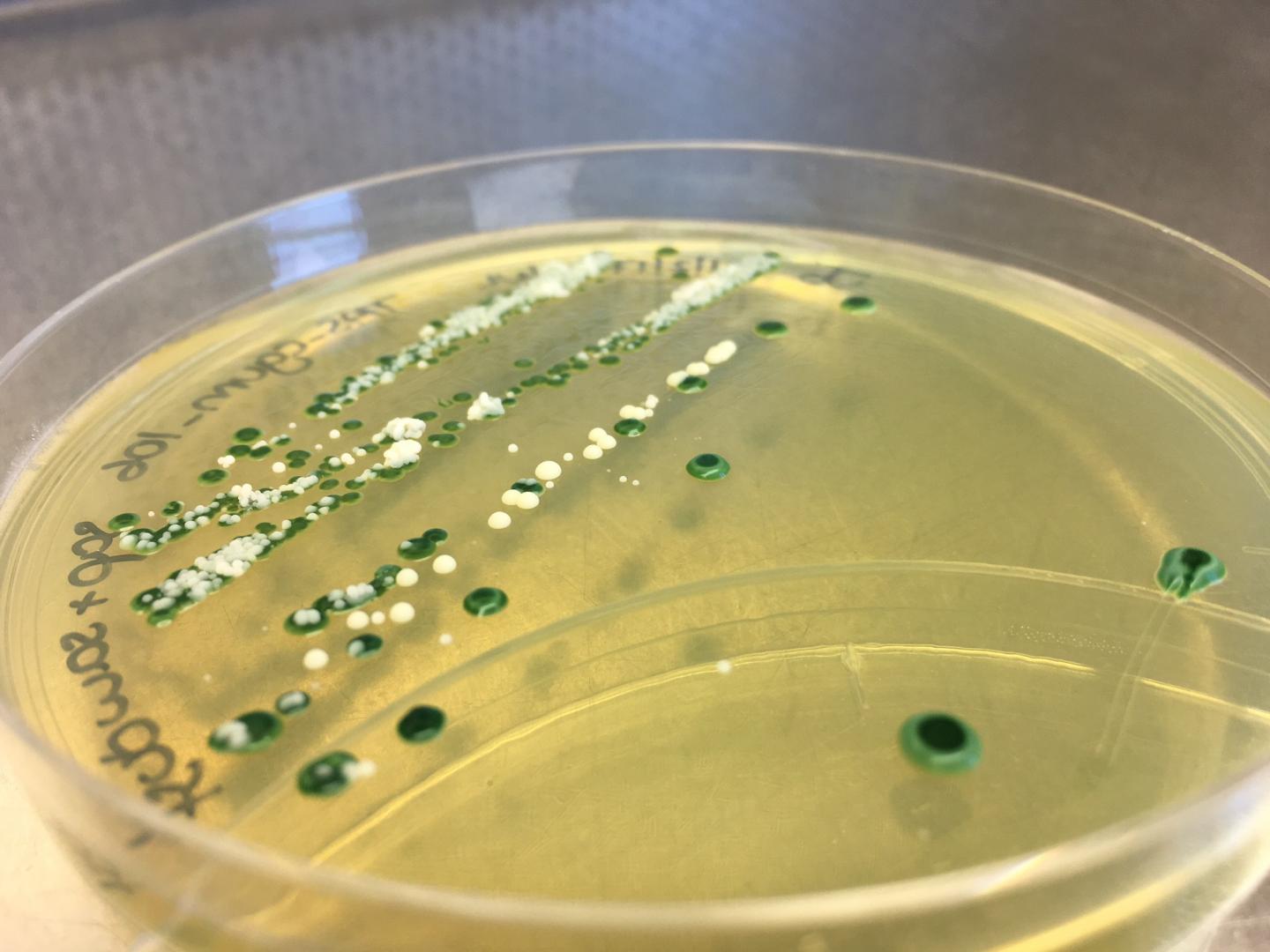 Yeast Colonies from the Cider [IMAGE] EurekAlert! Science News Releases