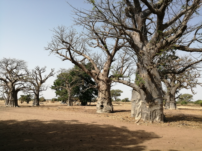 sahel plants