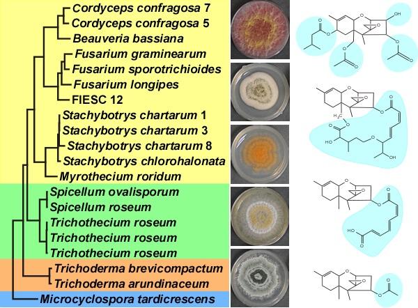 Genetic Changes Underpin Diverse Structures in Group of Toxins Produced by Fungi