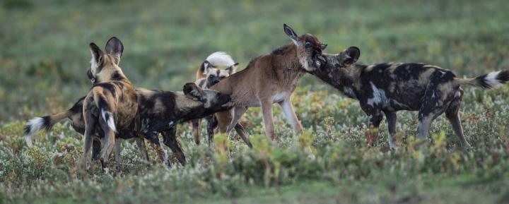 african wild dog being hunted