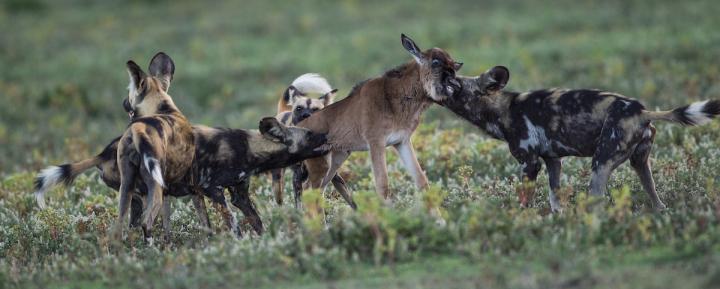 african wild dog hunting wildebeest