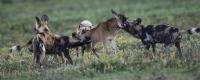 African Wild Dogs on the Hunt
