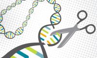 CRISPR Cuts DNA
