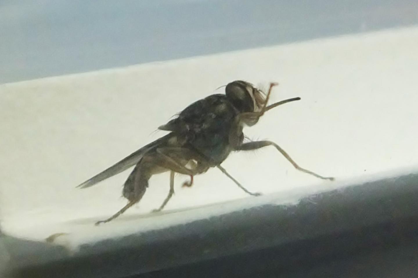 Tsetse Fly