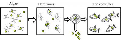 Plastic Nanoparticles Affect Behavior and Fat Metabolism in Fish
