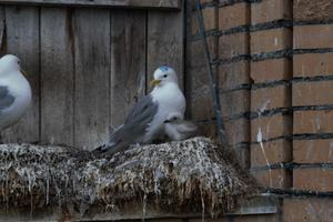 Kittiwakes