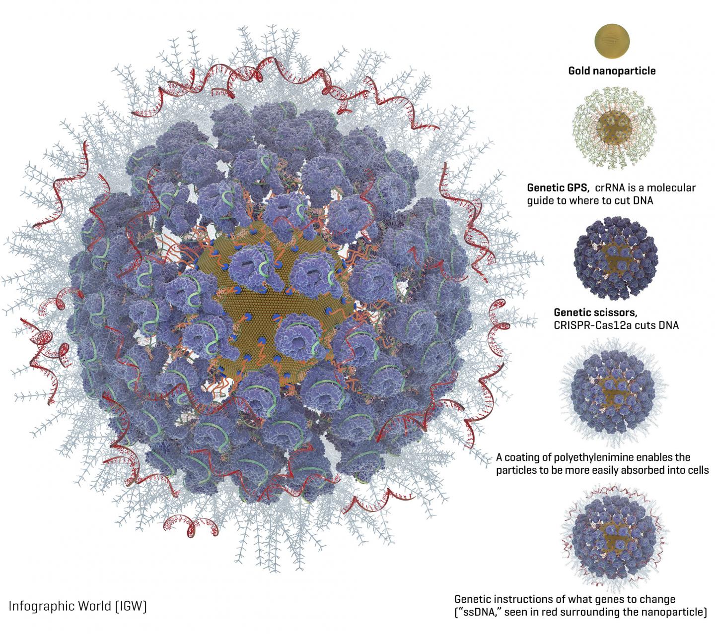 Diagram of a Gold Nanoparticle Loaded with Gene Editing Tools