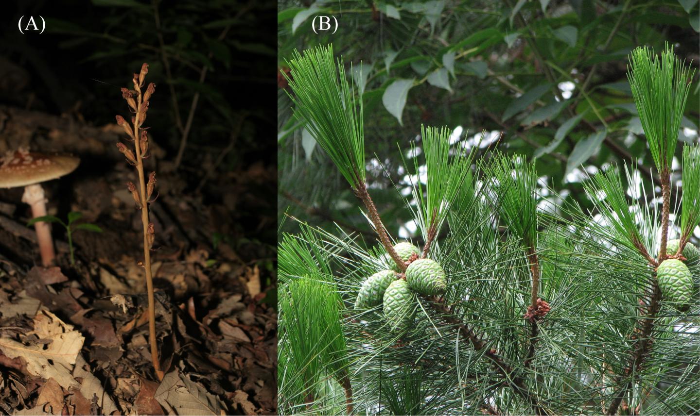 <i>Gastrodia elata</i>