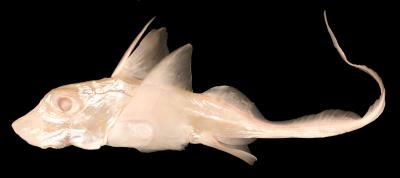 Albino Ratfish Specimen