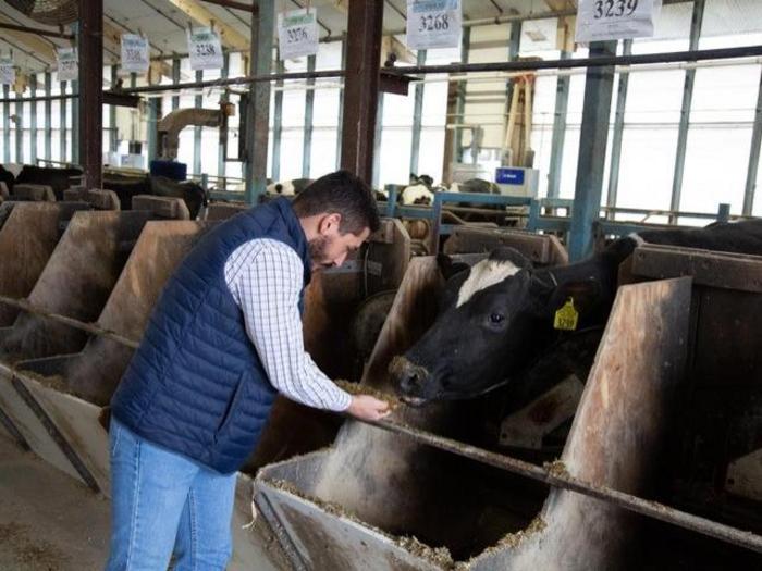 Researcher Leoni Martins in dairy barn