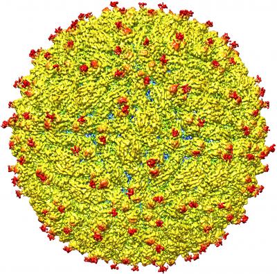 Zika Virus Surface