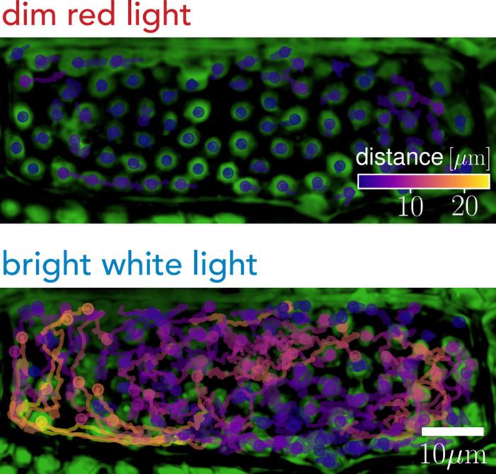 Chloroplasts in an Elodea densa plant cell (green), overlayed by their tracked movements over twenty minutes