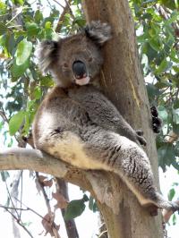 Koala Hugging Tree KHandasyde