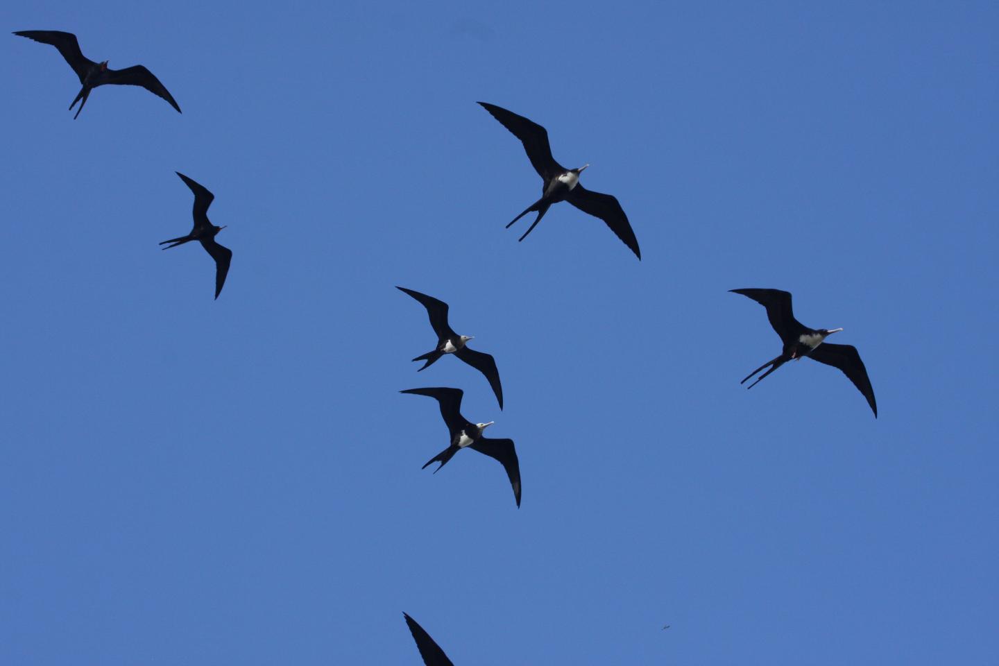 For Frigate Birds, Staying Aloft for Months is a Breeze (9 of 11)