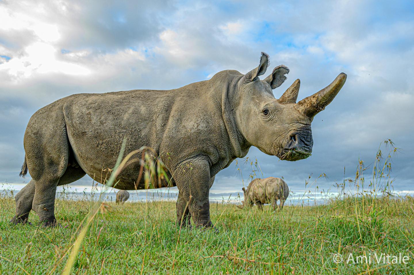 Northern White Rhinoceros