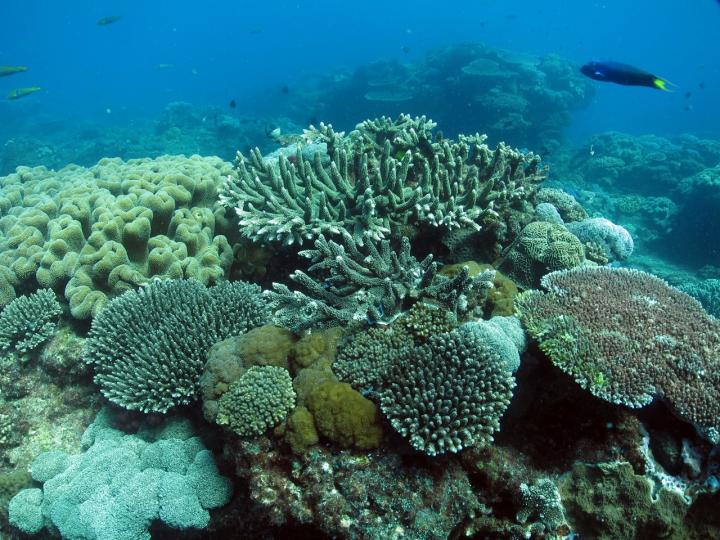 Sub-tropical Corals Vulnerable