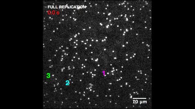 Video Imaging of DNA Replication