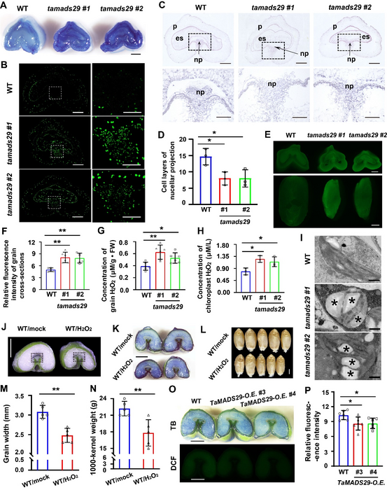 Figure2 Loss of TaMADS29 led to the overaccumulation of ROS and abnormal PCD in developing wheat grains