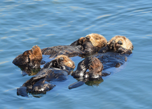 Two sea otters