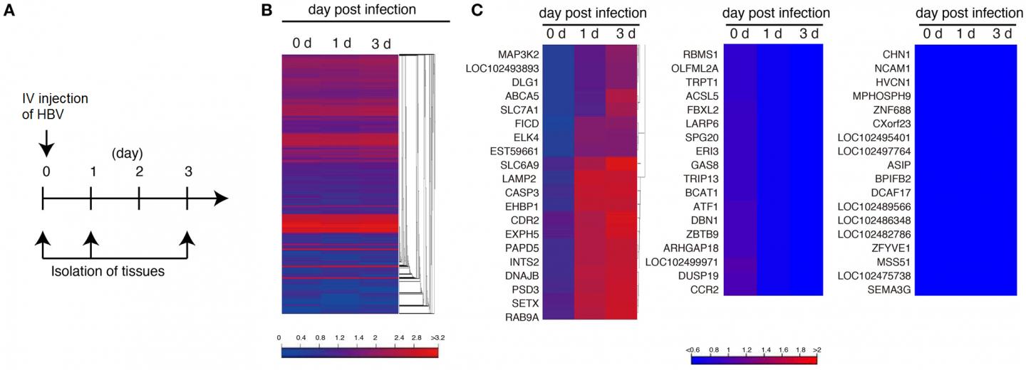 Gene Expression After Hepatiti [IMAGE] | EurekAlert! Science News Releases