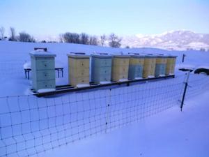 Hives in snow