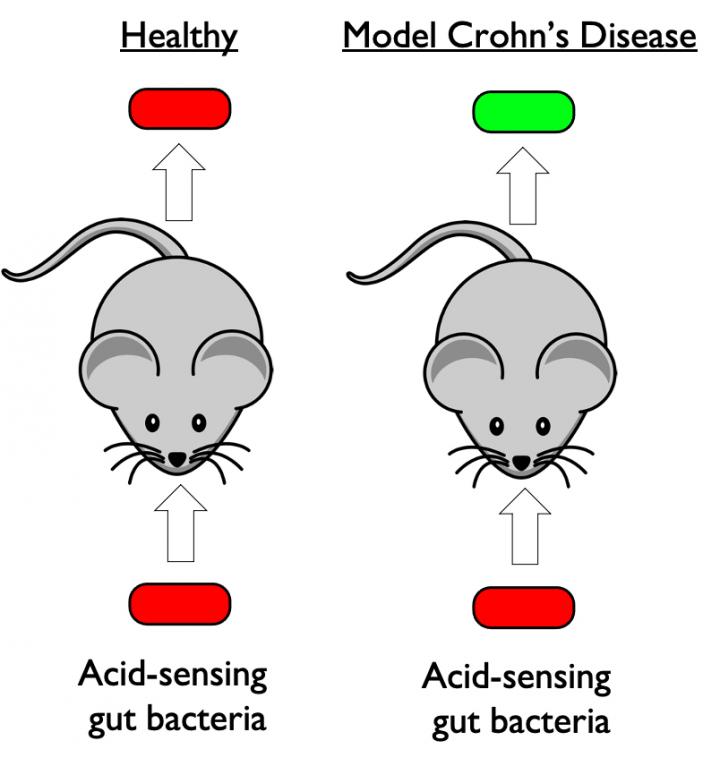 engineered E. coli detects acidosis