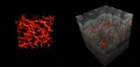 2x2x2mm Extracted Blood Vessel Structure in 3-D of Healthy Skin in Vivo