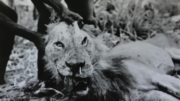 Man-Eating Lion Stuck With Porcupine Quill