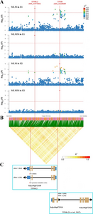 Figure 3. Identification and analyses of major loci associated with MA content.