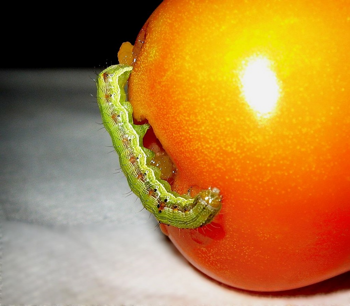 Helicoverpa armigera on Tomato