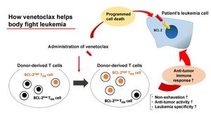 How venetoclax helps body fight leukemia