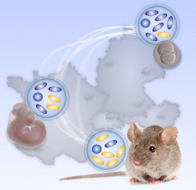 Mitochondria Multiply at Different Rates