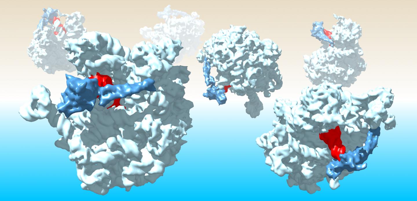 Detecting the Jammed Ribosome